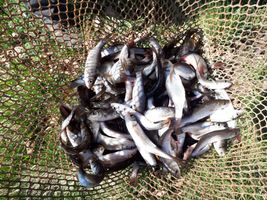 ostroretka-rocek (1).jpg